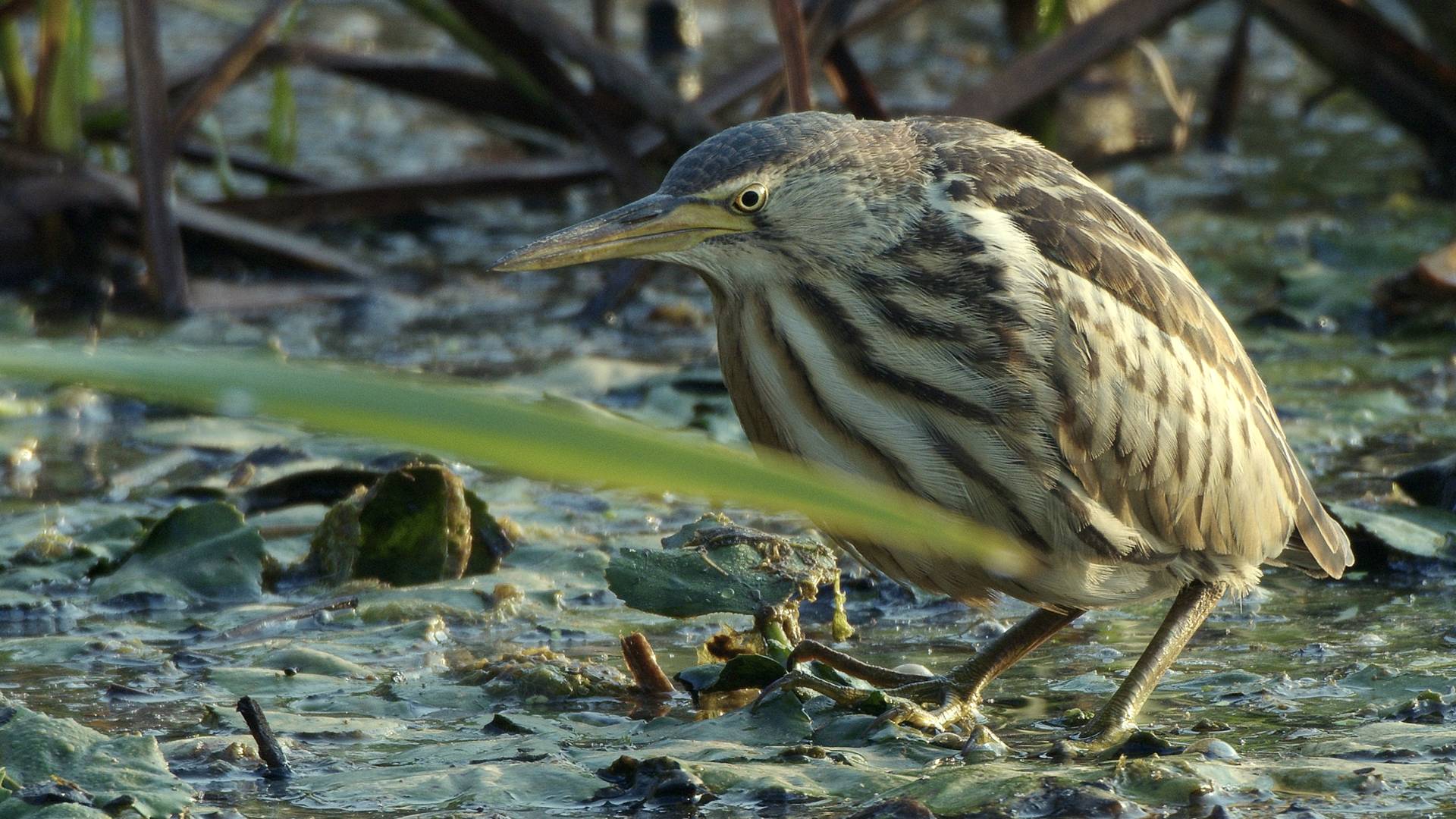 Beeindruckende Naturaufnahmen &uuml;ber das Bleist&auml;tter Moor.