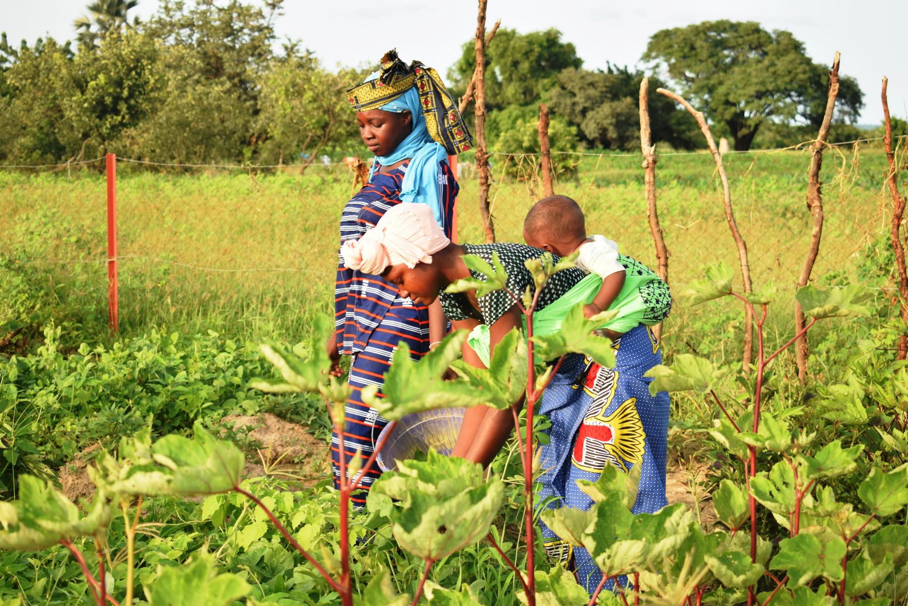Die Caritas-Gemeinschaftsg&auml;rten in Mali und Burkina Faso verbessern nicht nur die Ern&auml;hrungssituation der Familien, sondern st&auml;rken auch den sozialen Zusammenhalt. Geplant sind weitere Gemeinschaftsg&auml;rten in Mali und Burkina Faso, die &uuml;ber 300 weiteren Fr