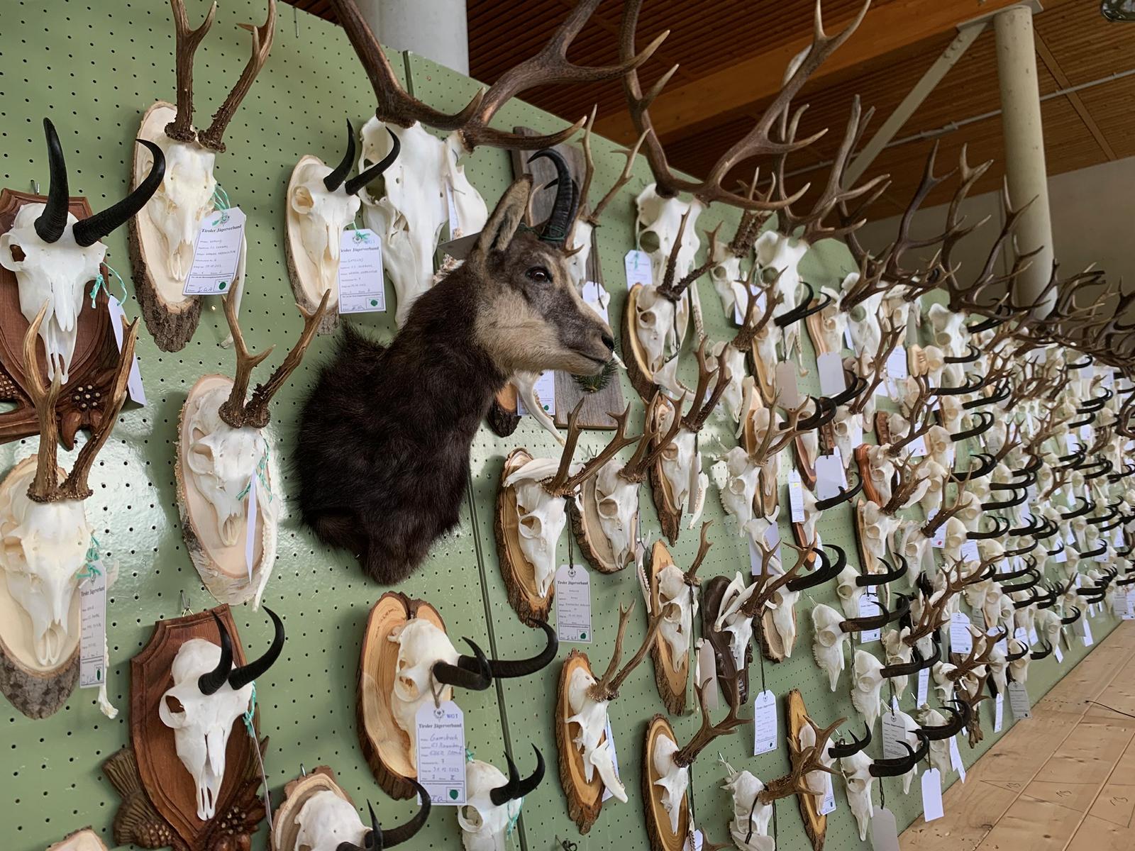 2.621 St&uuml;ck Troph&auml;en waren zu bewundern, Foto: Glantschnig