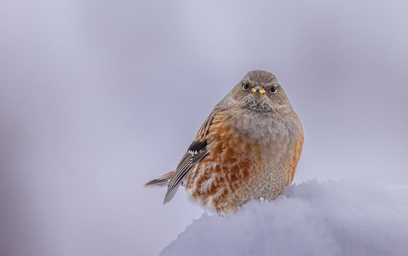 &bdquo;Alpenbraunelle&ldquo; von Edith Tembler (Landessieg in Kategorie PUR)