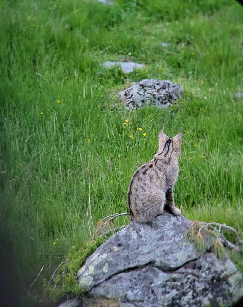 Die Fellzeichnung und Statur deuten darauf hin, dass es sich um eine Europ&auml;ische Wildkatze handelt, Foto: Privat