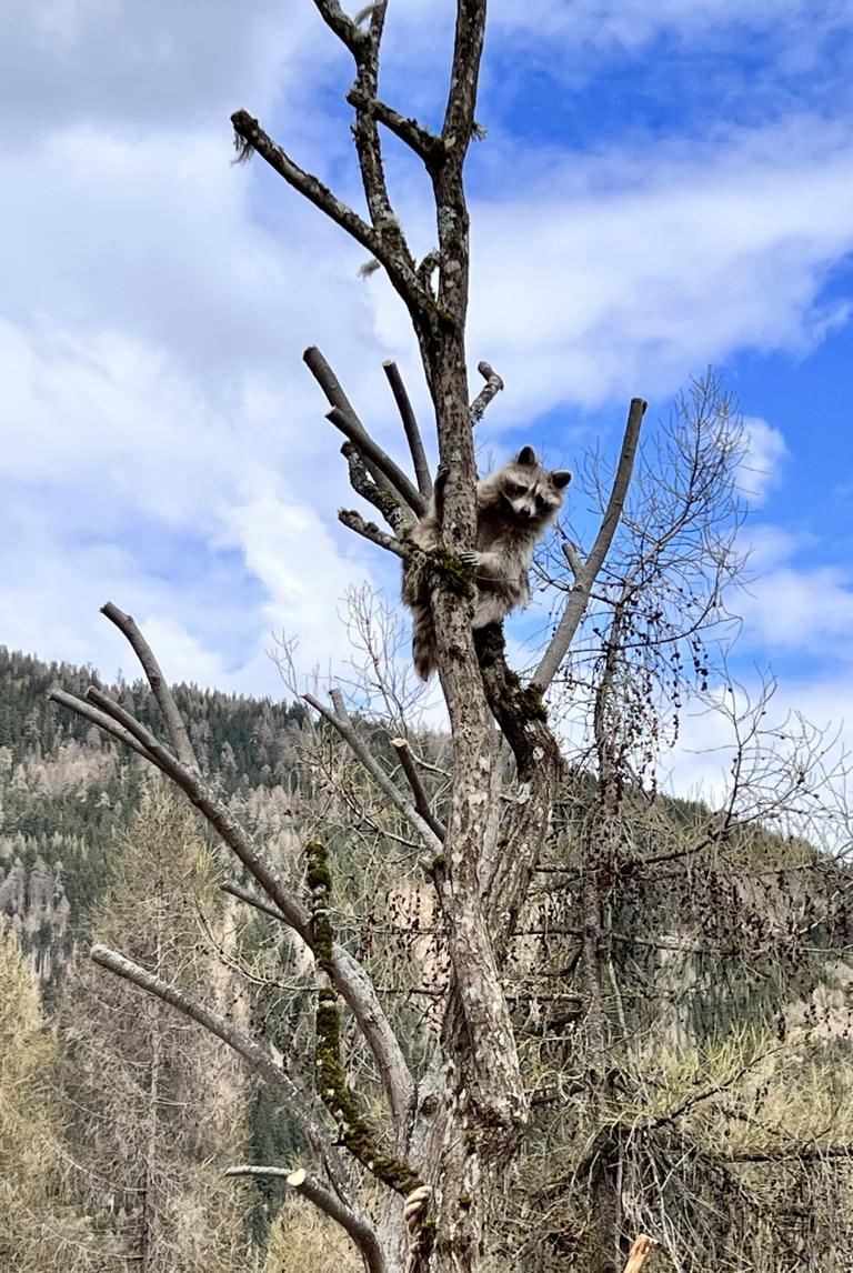 Foto: Wildpark Assling