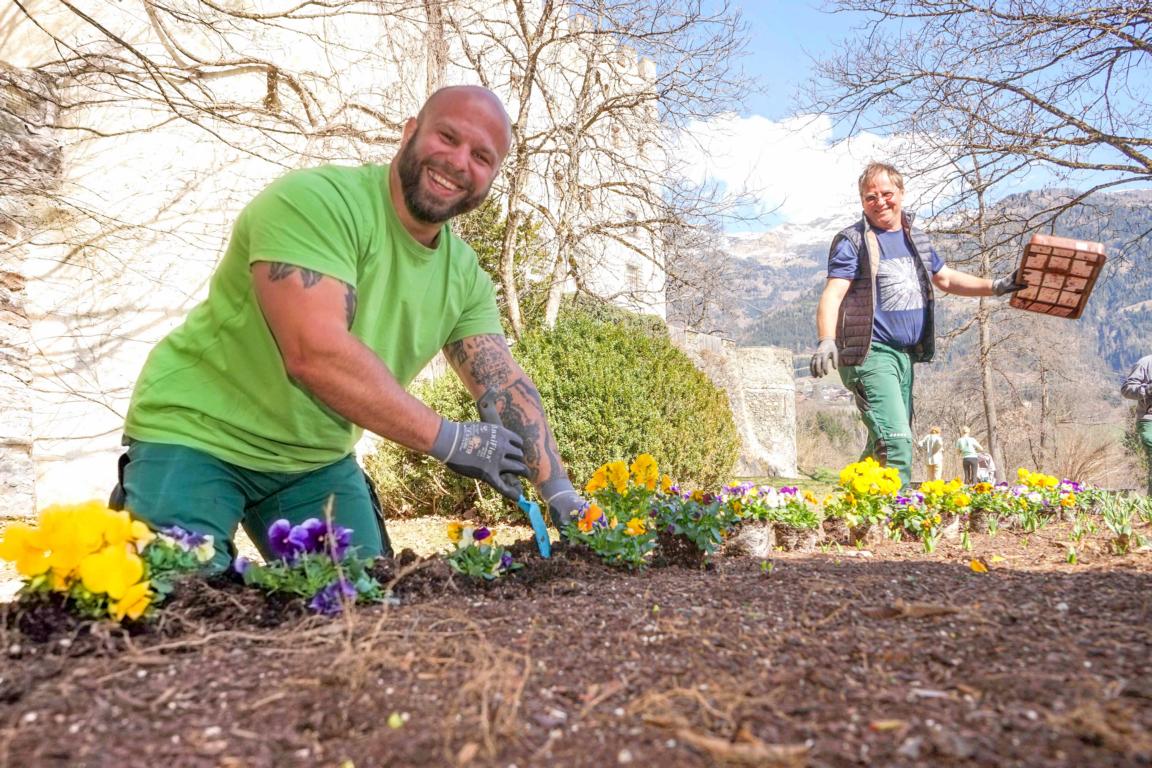 Die Stadtg&auml;rtner Michael Danninger (links) und Franz Prantl beweisen jedes Jahr ihre gr&uuml;nen Daumen auch beim Einsetzen der Stiefm&uuml;tterchen auf Schloss Bruck.