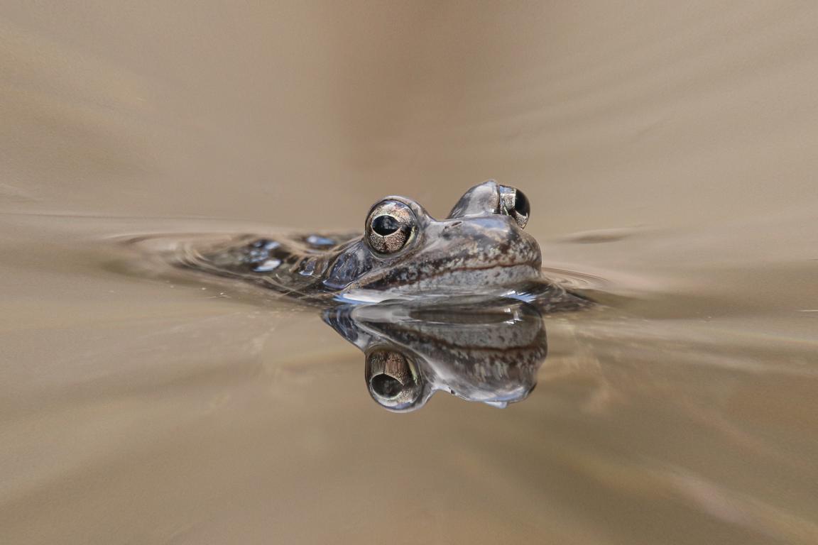 Drei Augenklein, Foto: G&uuml;nter Bauernfeind