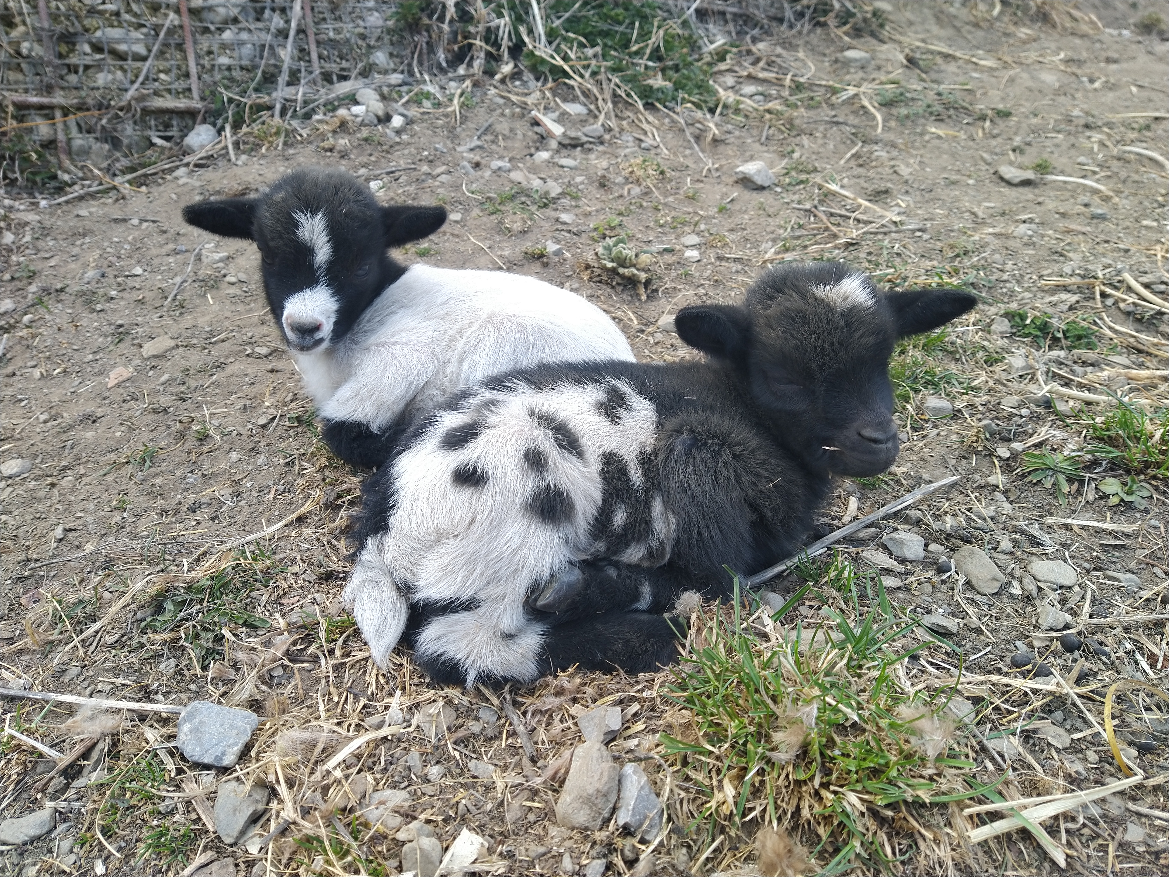 Nachwuchs wohin man schaut... Foto: Wildpark Assling