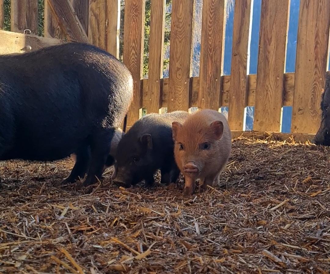 Foto: Wildpark Assling