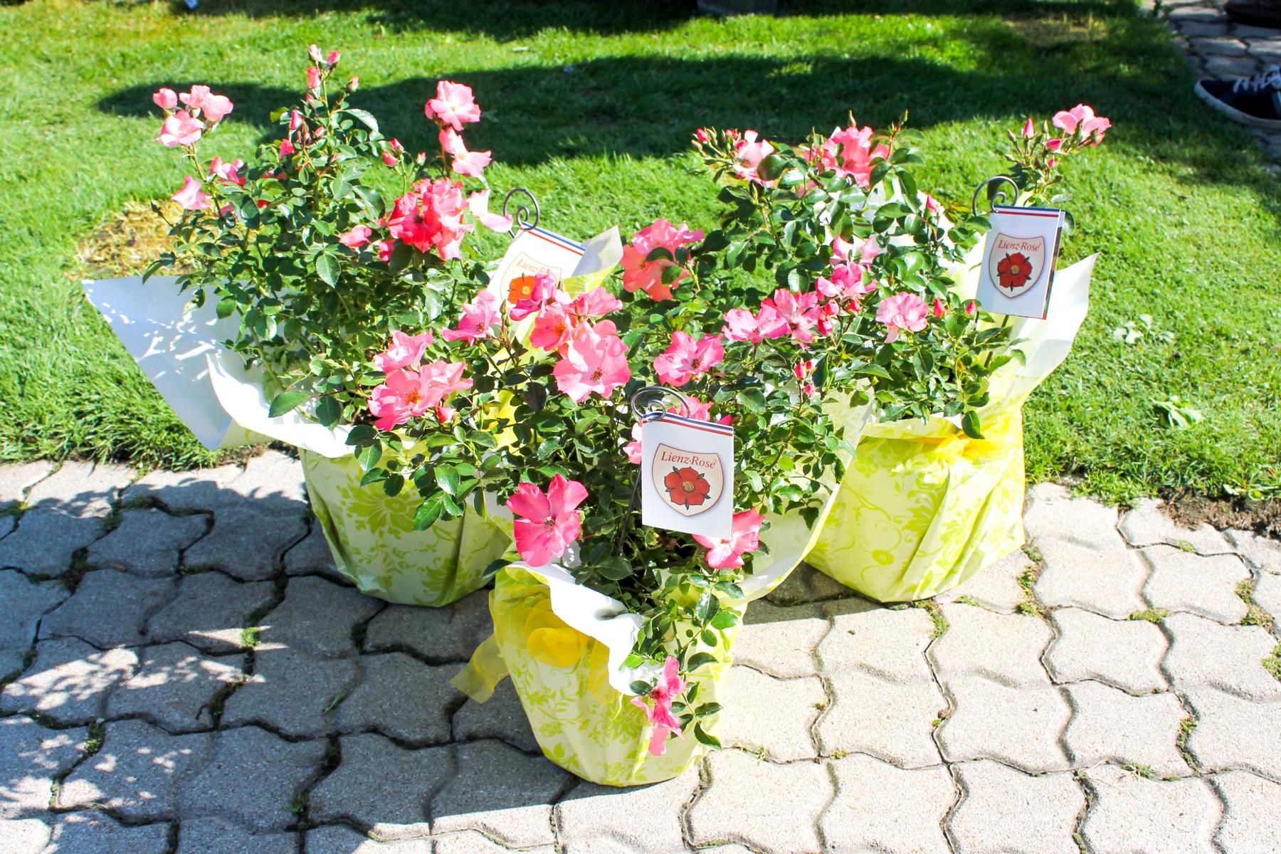 Lienzer Delegation &uuml;berbrachte Lienz Rose als Geschenk an die Partnerstadt