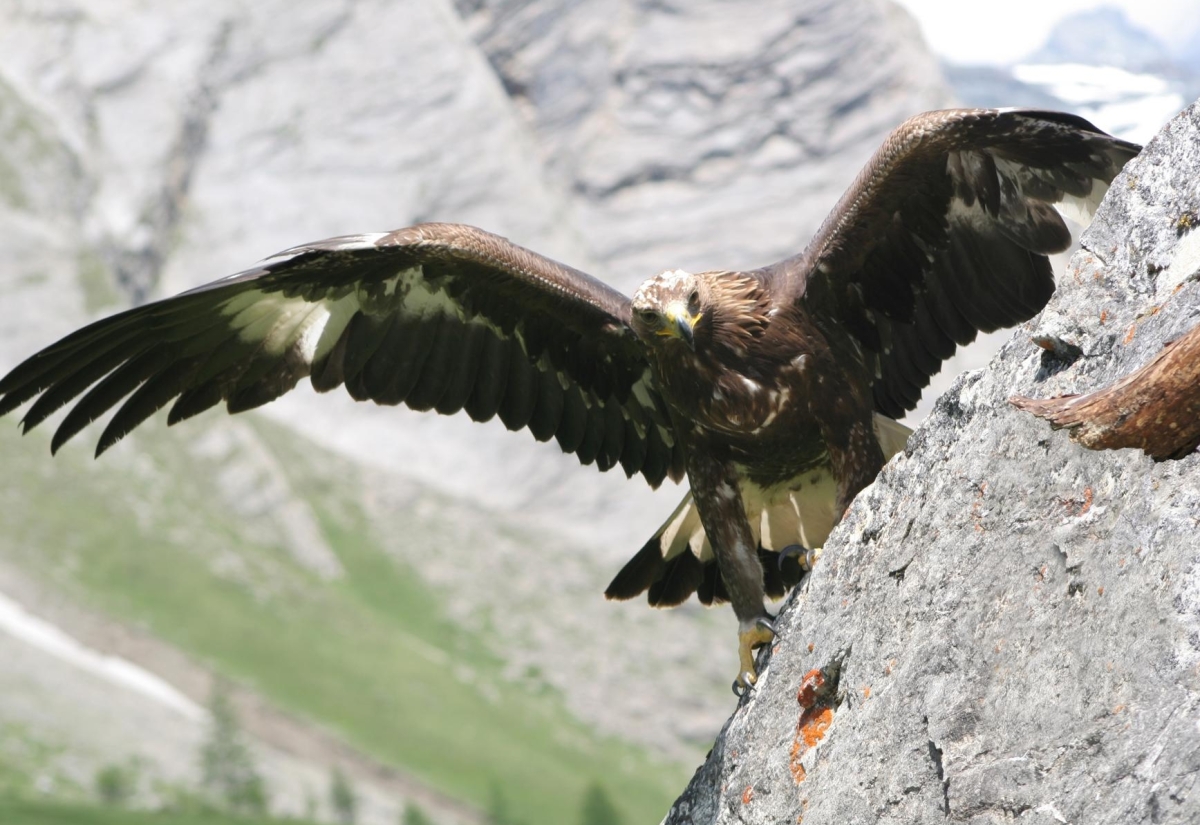 &bdquo;Greifv&ouml;gel und Eulen&ldquo; im Nationalparkhaus Matrei 