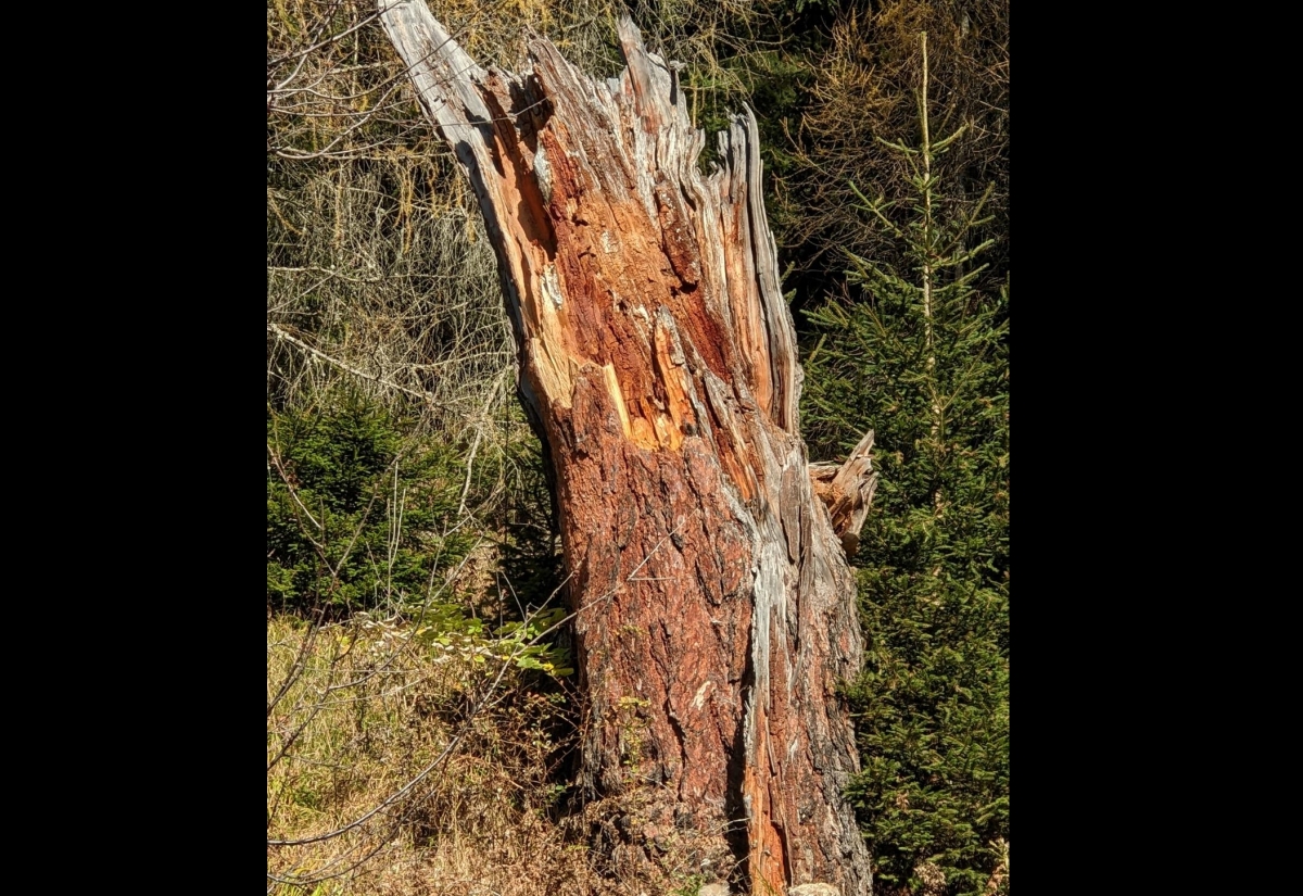 Totholz &ndash; alles andere als tot