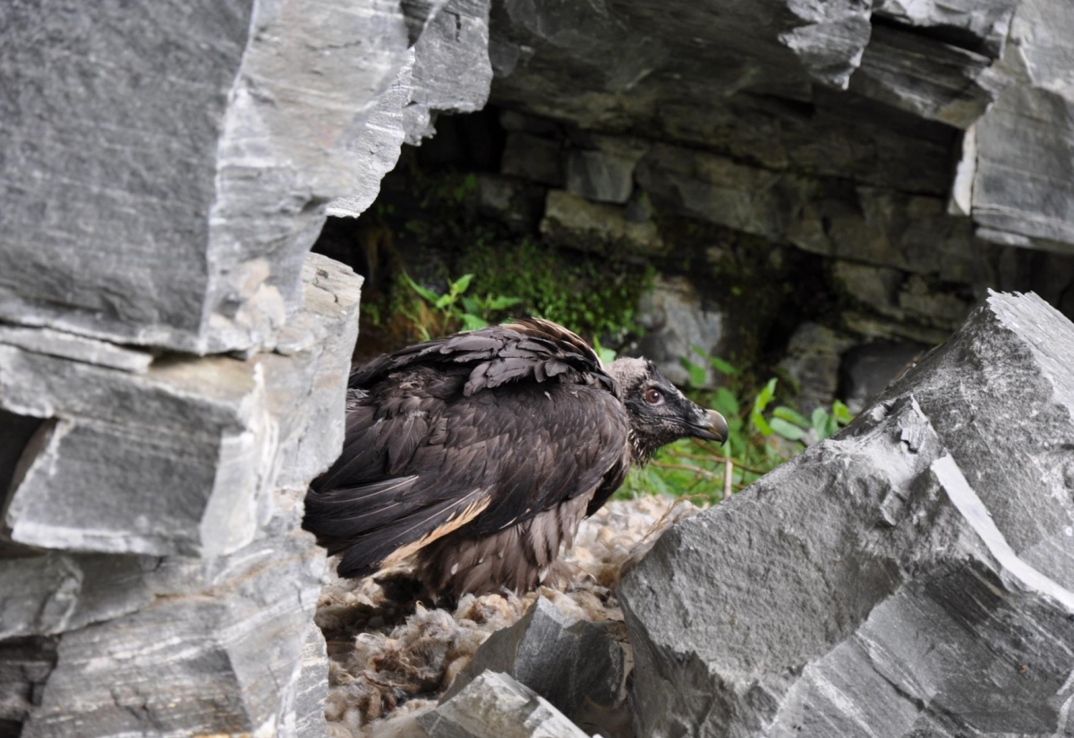 Erfolgreiche Bartgeierbrut im Nationalpark Hohe Tauern