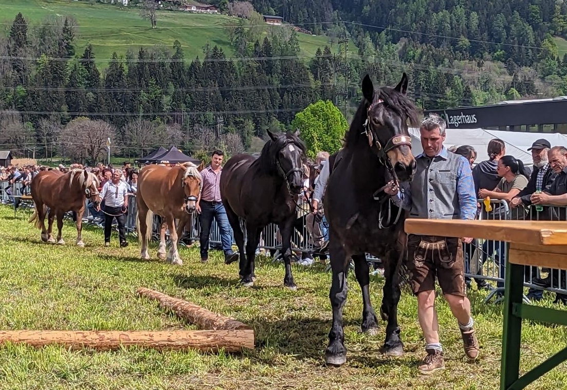 Osttiroler Bezirks Pferdeausstellung 2023