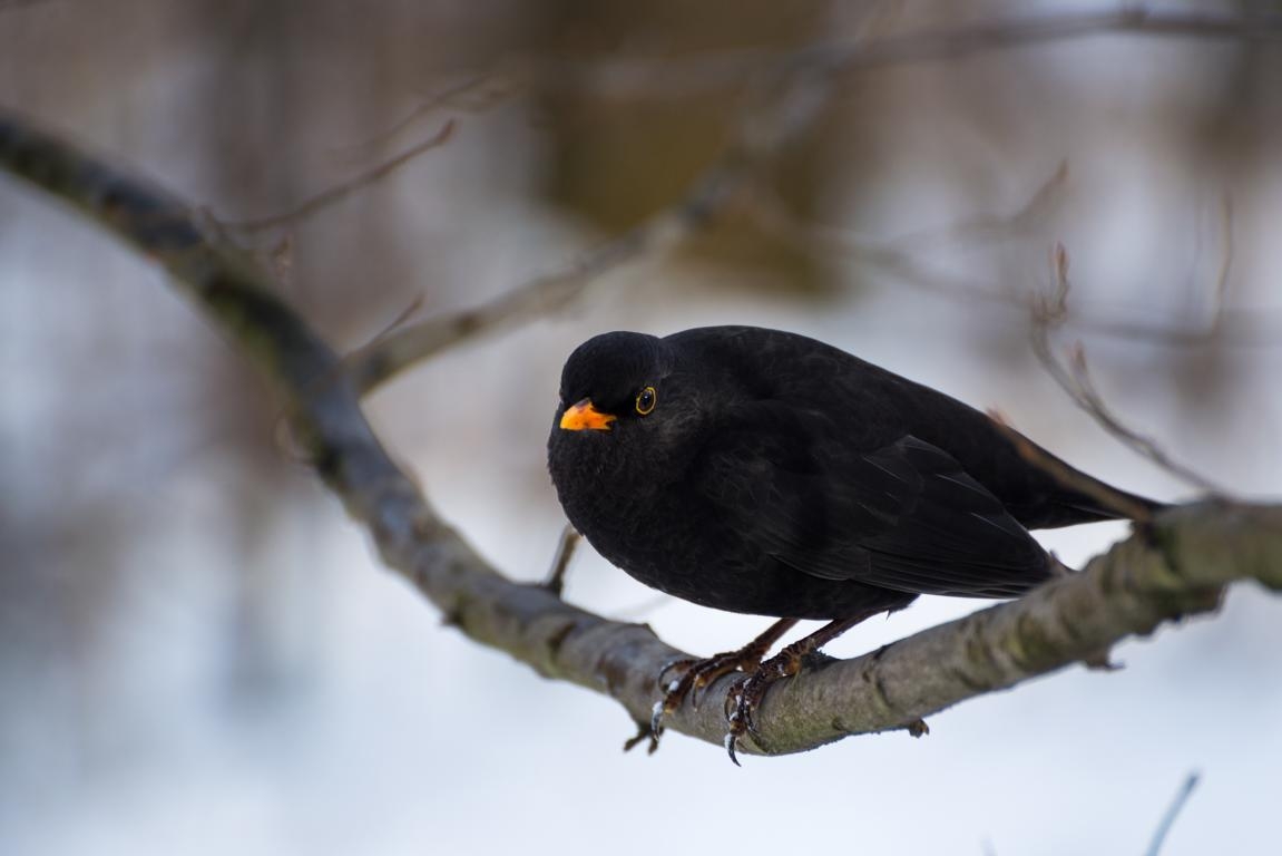 Von Freitag bis Sonntag werden V&ouml;gel gez&auml;hlt