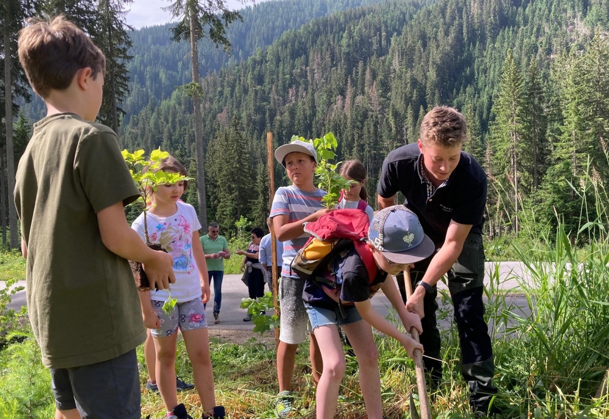 Volksschule Obertilliach pflanzt 100 B&auml;ume