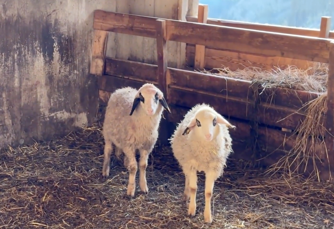 Risse: Wolf in Au&szlig;ervillgraten zum Abschuss freigegeben
