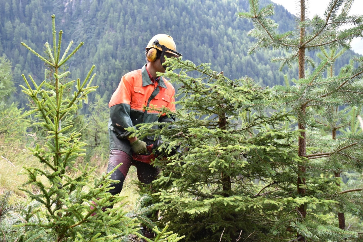Tirol steigert nachhaltigen Holzeinschlag um ein Sechstel