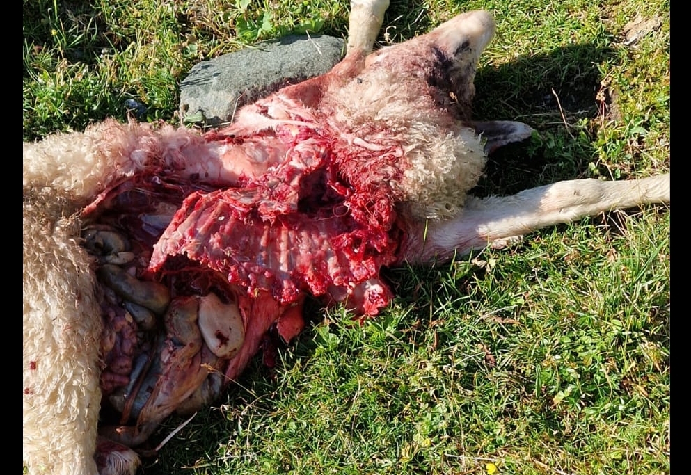 Wieder wurden in Obertilliach Schafe gerissen