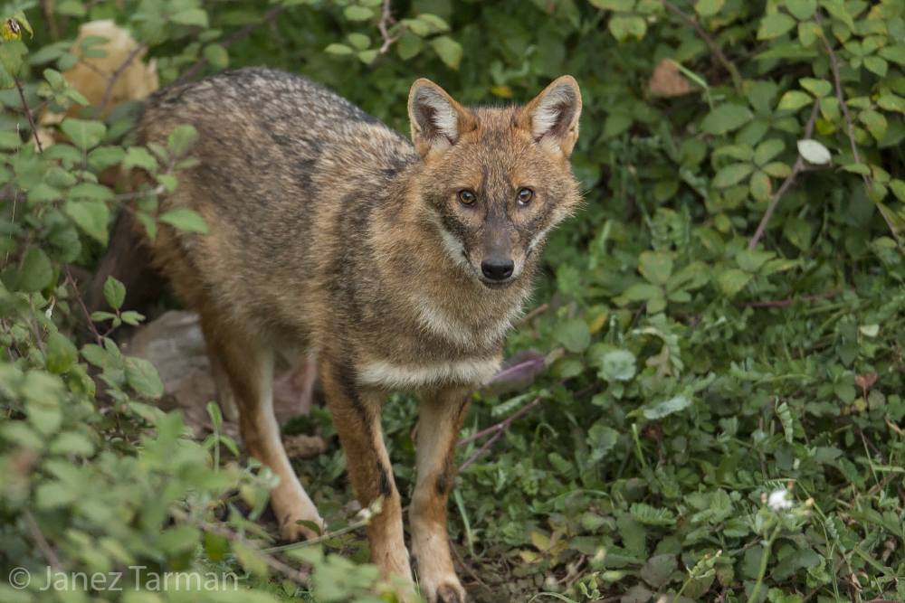 Wolf und Goldschakal in Osttirol genetisch nachgewiesen
