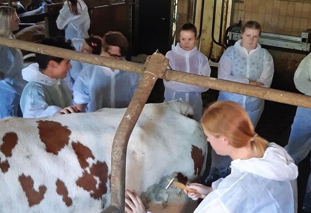 Mit Sommerschule gegen den Tierarztmangel 