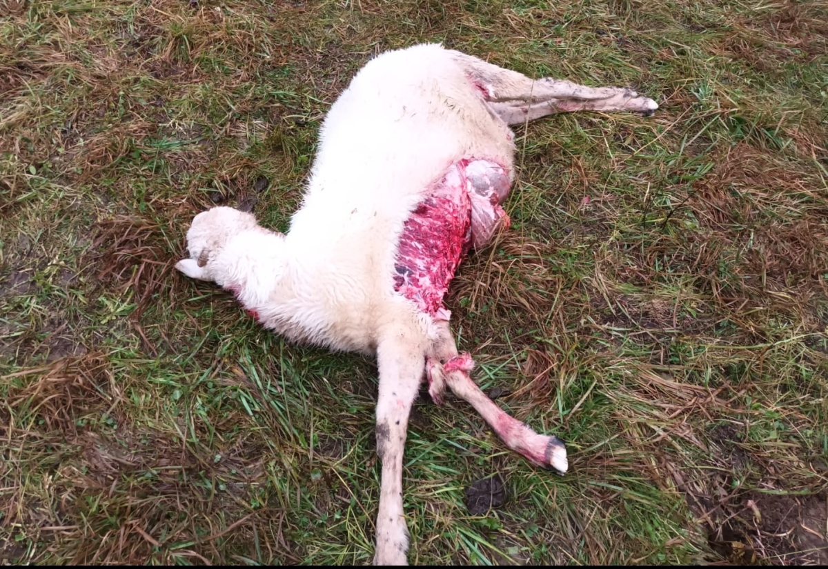 Schafe nahe Wohnh&auml;usern in Assling gerissen