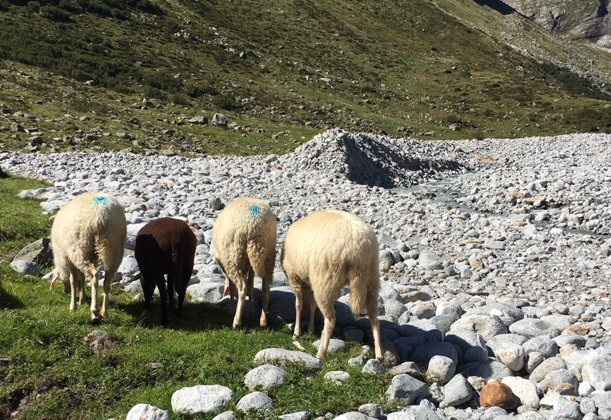 Almsommer-Bilanz: 200 tote Schafe und 8 W&ouml;lfe in Osttirol