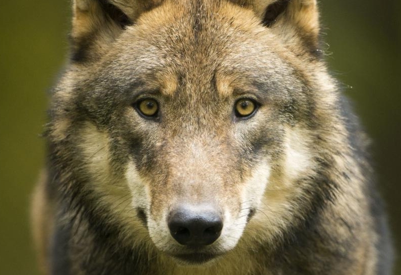 Naturschutzorganisationen gegen Wolfsabschuss