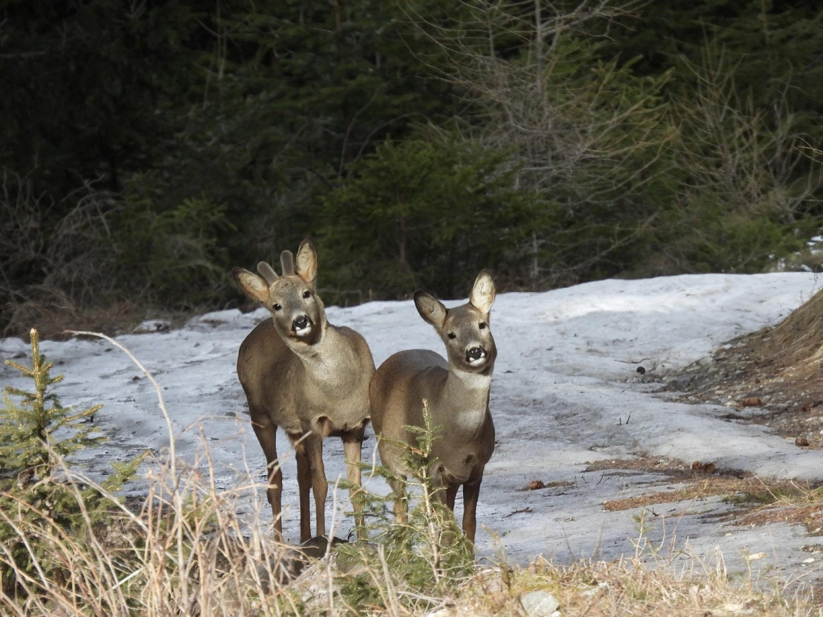 Tagung: Jagdstrategien - viele Wege f&uuml;hren nach Rom?