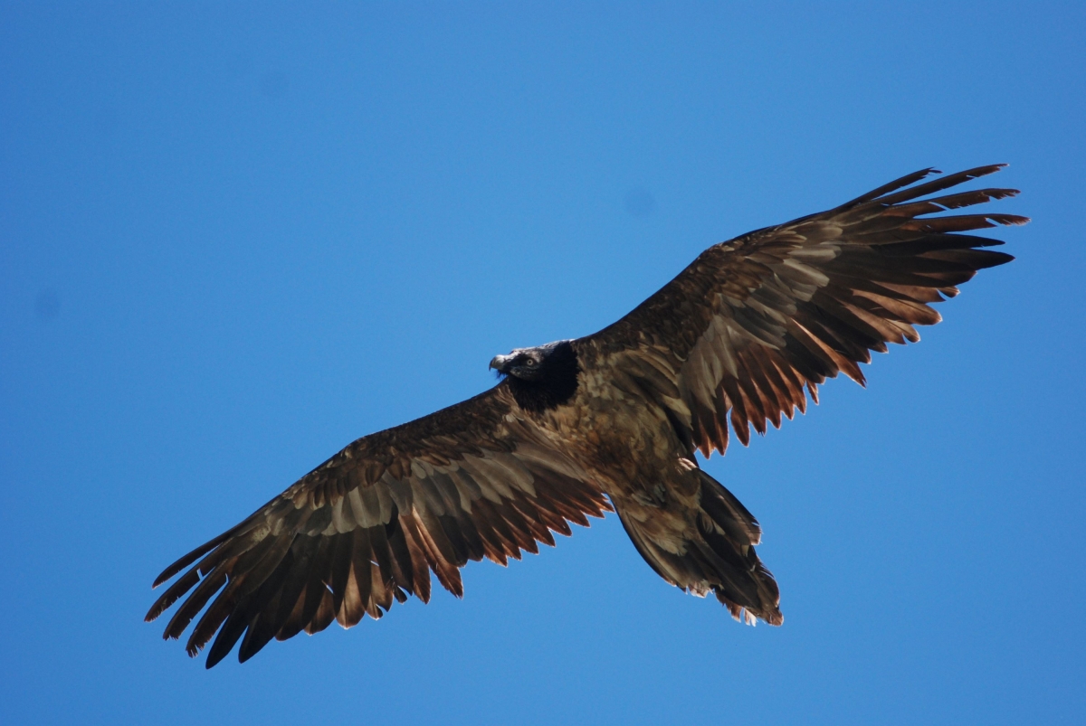 Nationalpark Hohe Tauern ruft zur Bartgeier-Z&auml;hlung auf