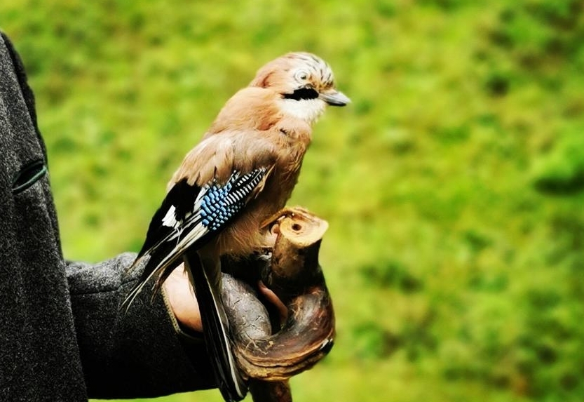 Wie Eichelh&auml;her Osttirols Schutzw&auml;lder st&auml;rken sollen