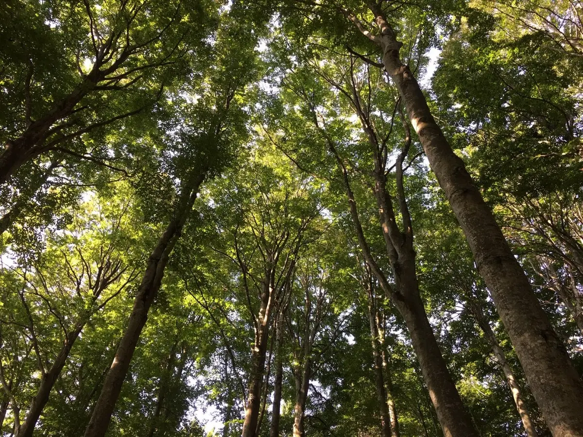 Waldschutz: Gemeinden erhalten finanzielle Unterstützung