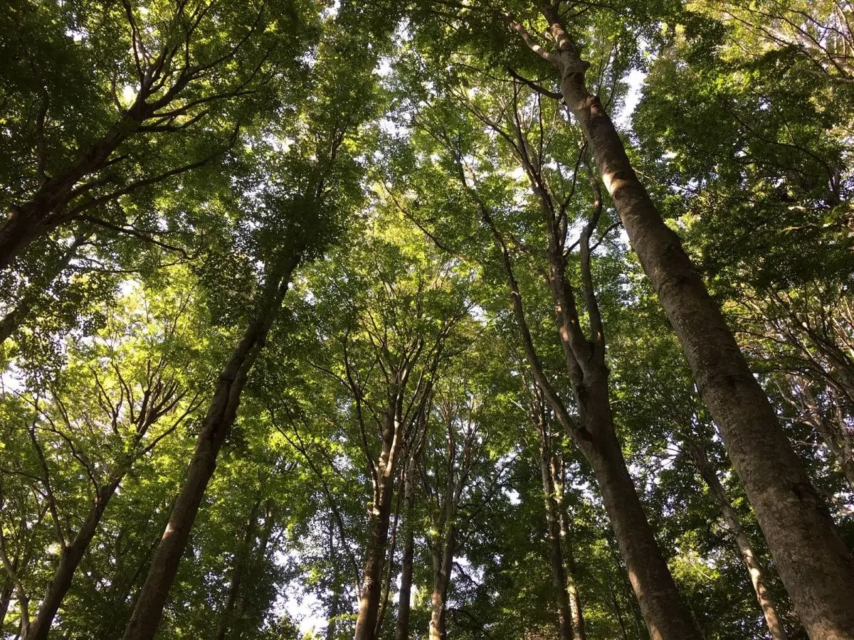 Waldschutz: Gemeinden erhalten finanzielle Unterstützung