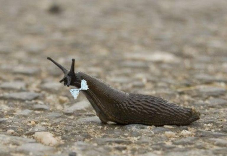 Tirol darf nicht Schneckol werden!