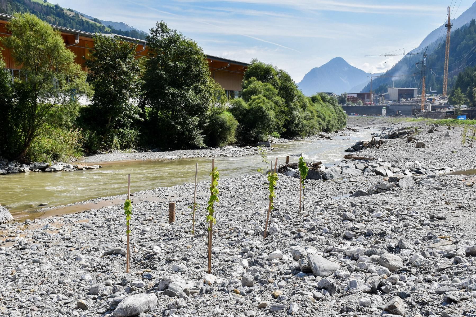Stellenweise wurden im Schotterk&ouml;rper Initialbepflanzungen durchgef&uuml;hrt. Auch Fische wie der Huchen, der gegenw&auml;rtig in der Drau nur noch stromabw&auml;rts von Lienz nachgewiesen wurde, k&ouml;nnen durch die fischpassierbare Umgestaltung der Wanderbarrieren wieder