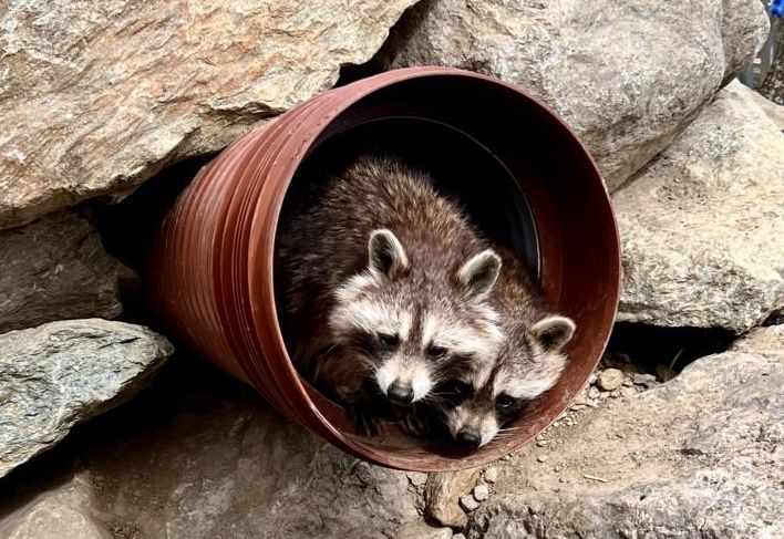 Neue Heimat f&uuml;r Besucher-Lieblinge im Wildpark Assling