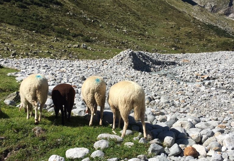 Almsommer-Bilanz: 200 tote Schafe und 8 W&ouml;lfe in Osttirol