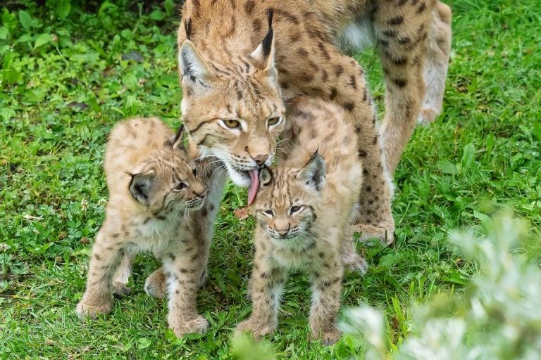 Kleine Luchse bezaubern G&auml;ste im Wildpark Assling