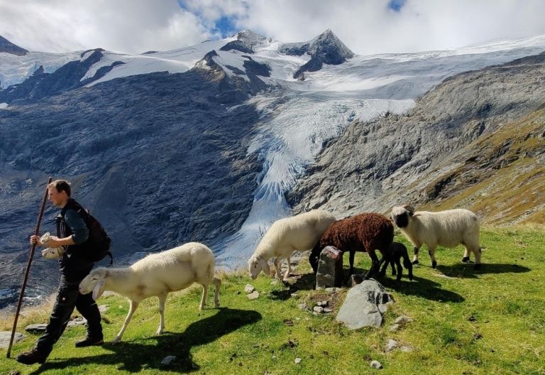 Almhirten des Jahres 2024 gesucht