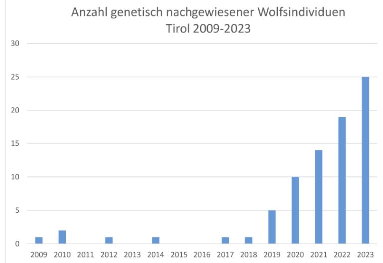 Mehr W&ouml;lfe, aber 43% weniger Nutztierverluste als im Vorjahr