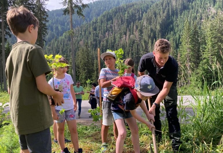 Volksschule Obertilliach pflanzt 100 B&auml;ume