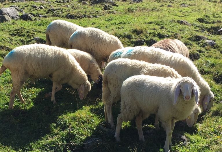 Besorgter Blick auf Almsaison 