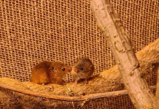 Winziger Nachwuchs im Wildpark Assling