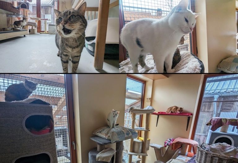 Tierheim Osttirol &ndash; Ein Gef&uuml;hl von Daheim