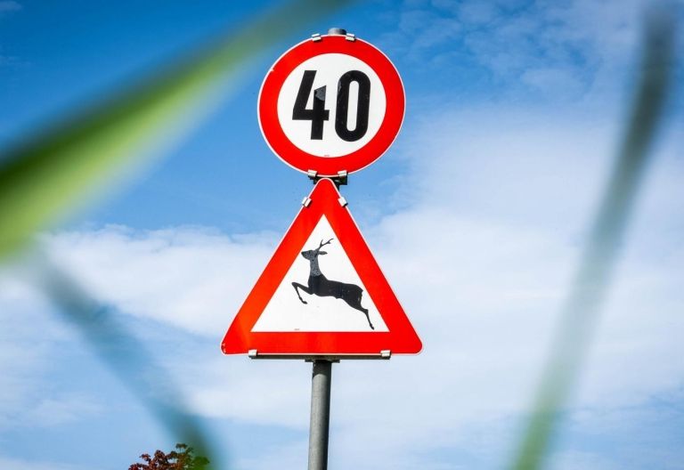 Wildwechsel: Herbstliche Gefahren auf den Stra&szlig;en