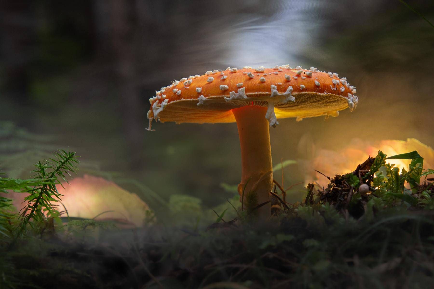 Auch in den Jubil&auml;umskalender schafften es Bilder von Osttiroler FotografInnen, wie diese Aufnahmen von Mitgliedern des Fotoclub Lienz