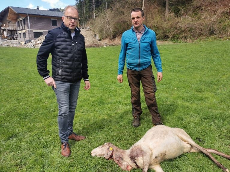 Wolfsverdacht in Mittewald: Bauernvertreter sind schockiert