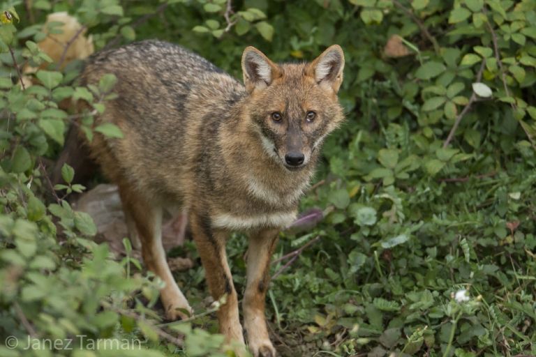 Wolf und Goldschakal in Osttirol genetisch nachgewiesen