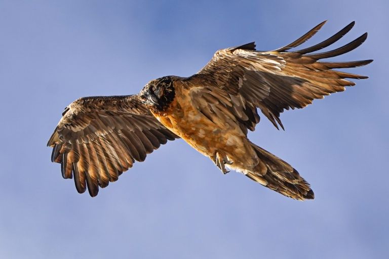 Aufwind f&uuml;r Steinadler, Bartgeier & Co