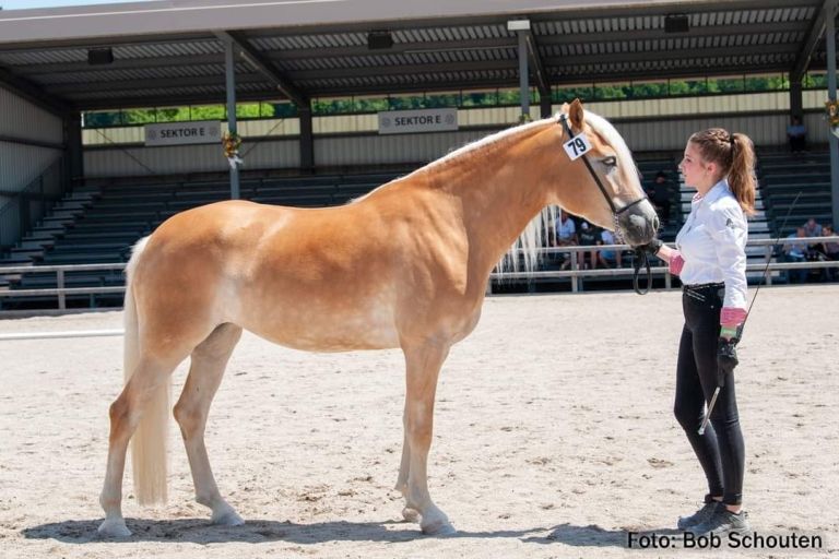 Ebbs: Osttiroler Haflinger vorne mit dabei