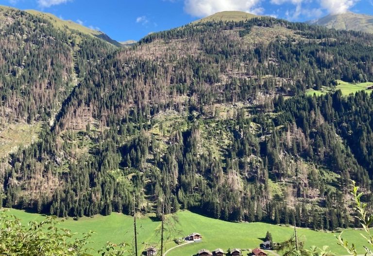 Land investiert Geld gegen Borkenk&auml;fer in Osttirol