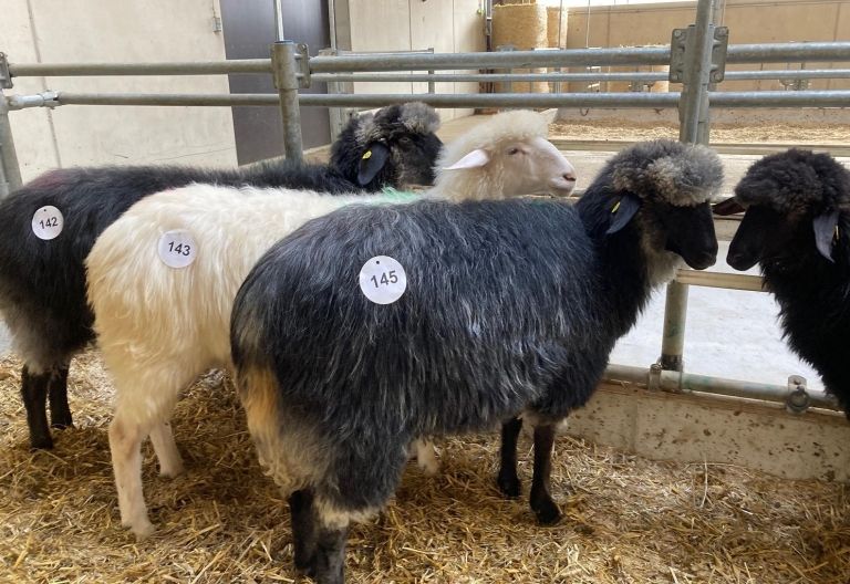 Osttiroler Schafe f&uuml;r Tiergarten Sch&ouml;nbrunn in Wien
