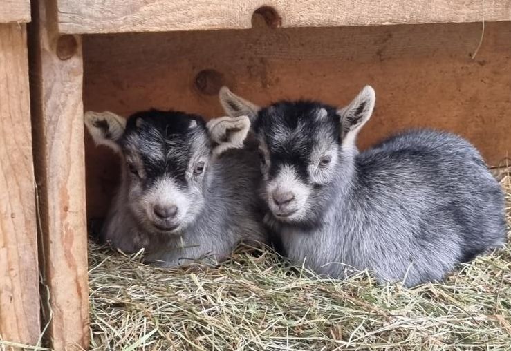 Muttertag auch bei den &bdquo;Blauen Ziegen&ldquo; in Assling